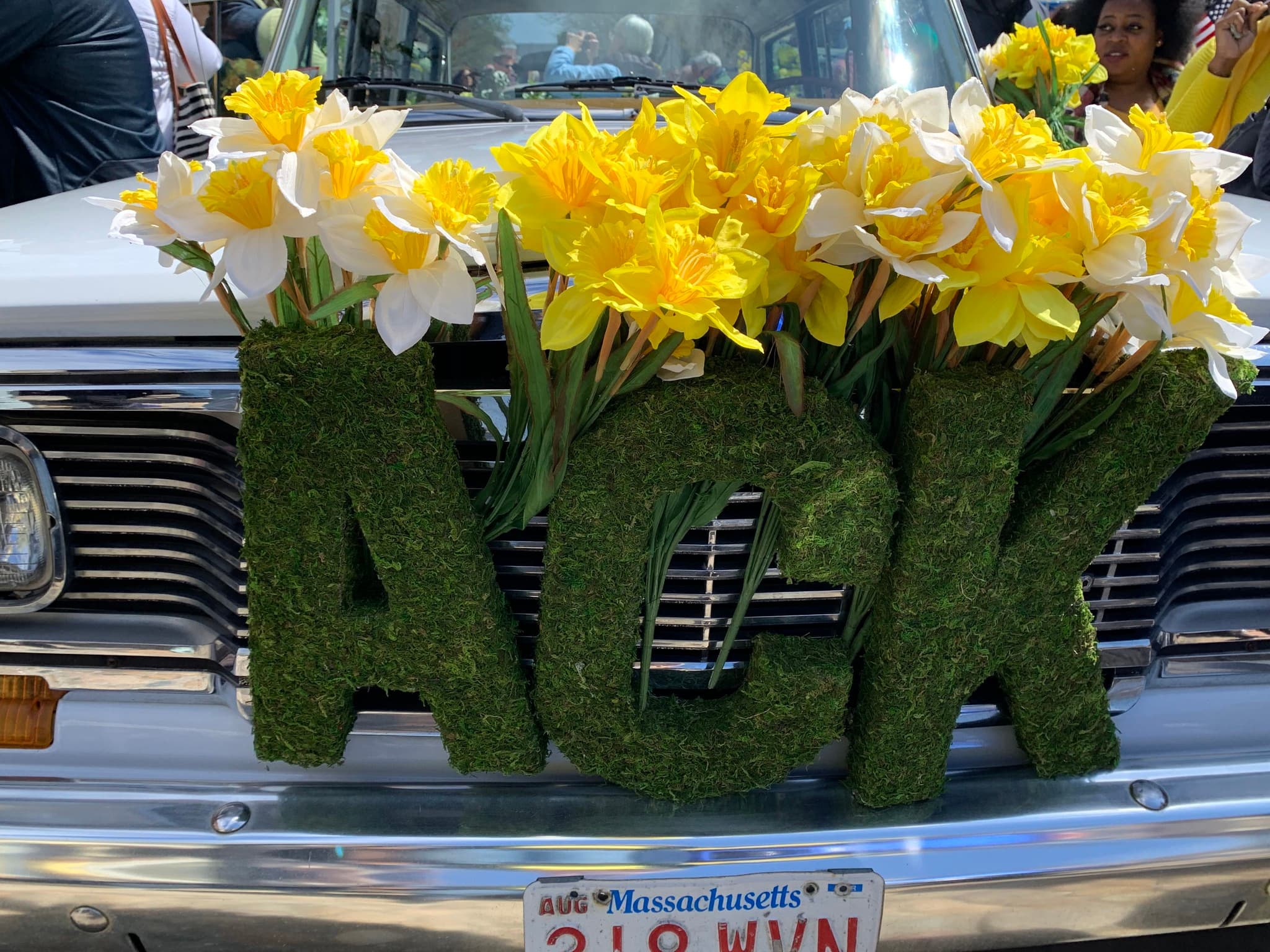 Happy 50th, Nantucket Daffodil Festival!